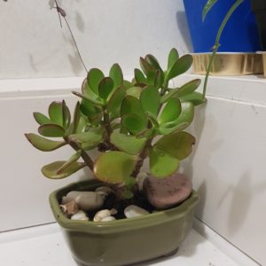 Products: string of hearts variegated