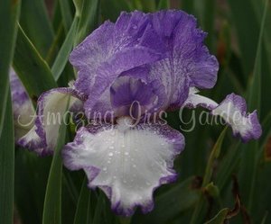 Products: Earl of Essex
