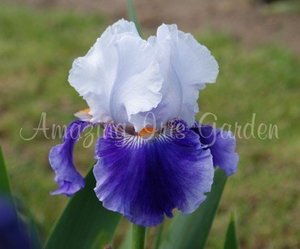 Products: Lake Christabel
