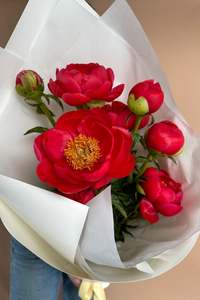All: Peonies en masse