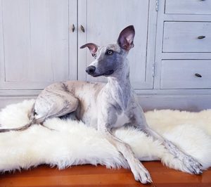 Products: Pet Sheepskin Rug Large White Italian Leather