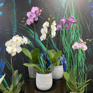 Products: Orchid Plant