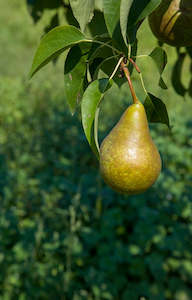 Winter Nelis Pears
