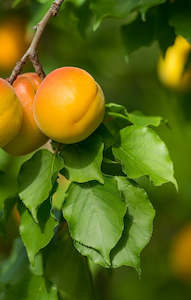 Seasonal: Seasonal Apricots
