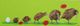 Kiwi Evolution - Jane Hodgson ArtJane Hodgson Art