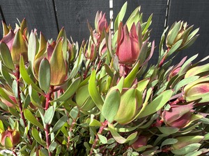Products: Click & Collect Leucadendron - Jan Maree Flowers