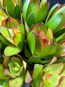 Products: Click & Collect Leucodendron-GOBLET - Jan Maree Flowers