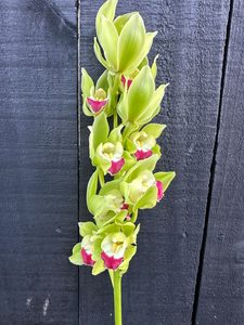 Products: Click & Collect Orchid Mini Green - Jan Maree Flowers