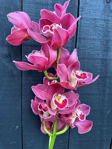 Products: Click & Collect Orchid Stem Burgundy - Jan Maree Flowers