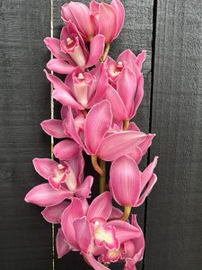Products: Click & Collect Orchids Dark Pink - Jan Maree Flowers