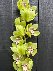 Products: Click & Collect Orchids Green - Jan Maree Flowers