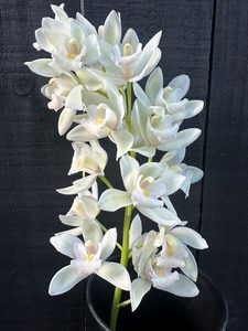 Products: Click & Collect Orchids White Mini - Jan Maree Flowers