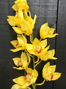 Products: Click & Collect Orchids Yellow - Jan Maree Flowers