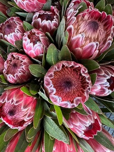 Products: Click & Collect Protea - Jan Maree Flowers