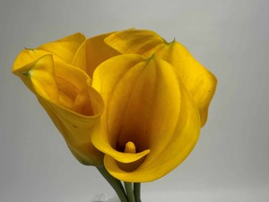 Products: Click & Collect Yellow Calla Lilies - Jan Maree Flowers