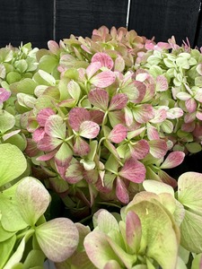 Products: dClick & Collect Hydrangeas Antique Green - Jan Maree Flowers