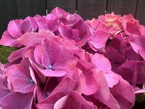 Products: dClick & Collect Hydrangeas Pink - Jan Maree Flowers