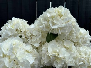 Products: dClick & Collect Hydrangeas White - Jan Maree Flowers