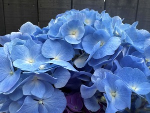 Products: dClick & Collect Hydrangeas Blue - Jan Maree Flowers