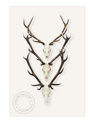 Favourites: Unframed Photographic Print - Antlers x 3