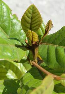 Plants: Large Grade Beilschmiedia taraire