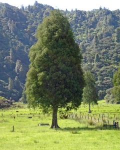 Large Grade Dacrycarpus dacrydioides - Kaihikatea
