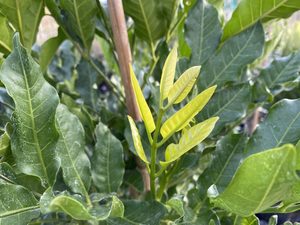 Large Grade Dysoxylum spectibile