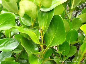 Plants: Griselinea lucida