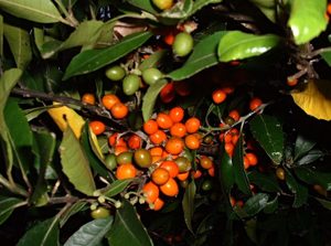 Plants: Large Grade Hedycarya arborea - Pigeonwood