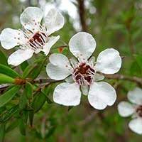 Large Grade Leptospermum scoparium