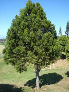 Large Grade Podocarpus gracilior - Fern Pine