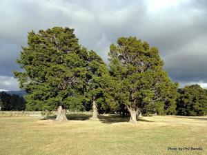 Large Grade Podocarpus totara - Totara