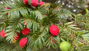 Large Grade Prumnopitys ferrugineus - Miro