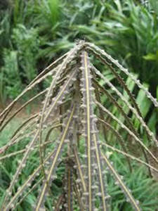 Large Grade Pseudopanax ferox