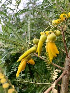 Sophora molloyii 'Dragons Gold'