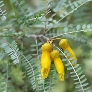 Large Grade Sophora longicarinata