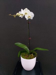 Products: Double Stem Phaleanopsis Orchid