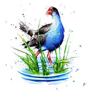 Pukeko Canvas Print