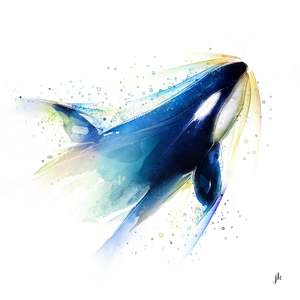 Canada Wildlife Art: Orca Canvas Print