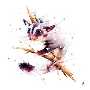 Australia Animal Art: Sugar Glider Canvas Print