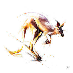 Kangaroo Canvas Print