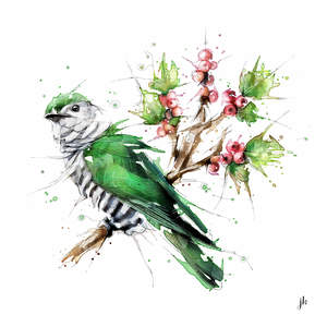 Bird Art Nz: Shining Cuckoo Canvas Print