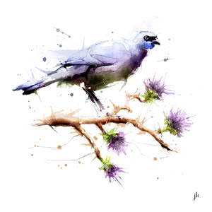 Bird Art Nz: Kokako Canvas Print