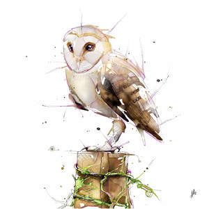 All: Barn Owl Canvas Print