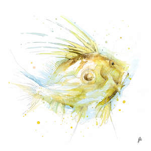 John Dory Canvas Print