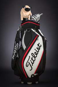 Golf Head Cover: Adorable Chubby Pug Golf Headcover
