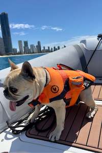 Jetpilot Dog Vests: Jetpilot Venture Dog Pfd Life Jacket - Orange