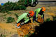 Hamilton Arborists