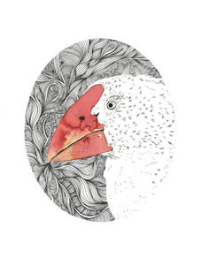 Products: Takahe print