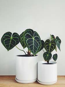 Pots: Oslo Planter - White